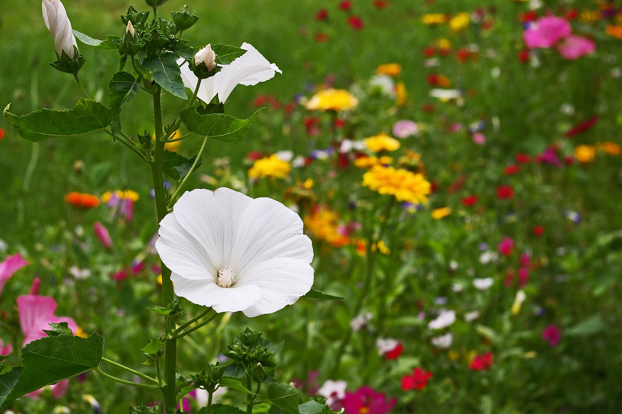 flower meadow  wild flowers  meadow free photo