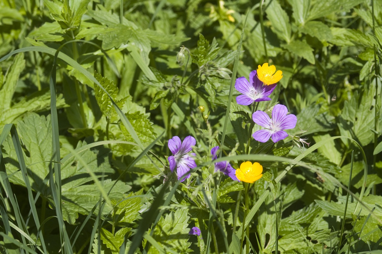 flower meadow summer summer meadow free photo