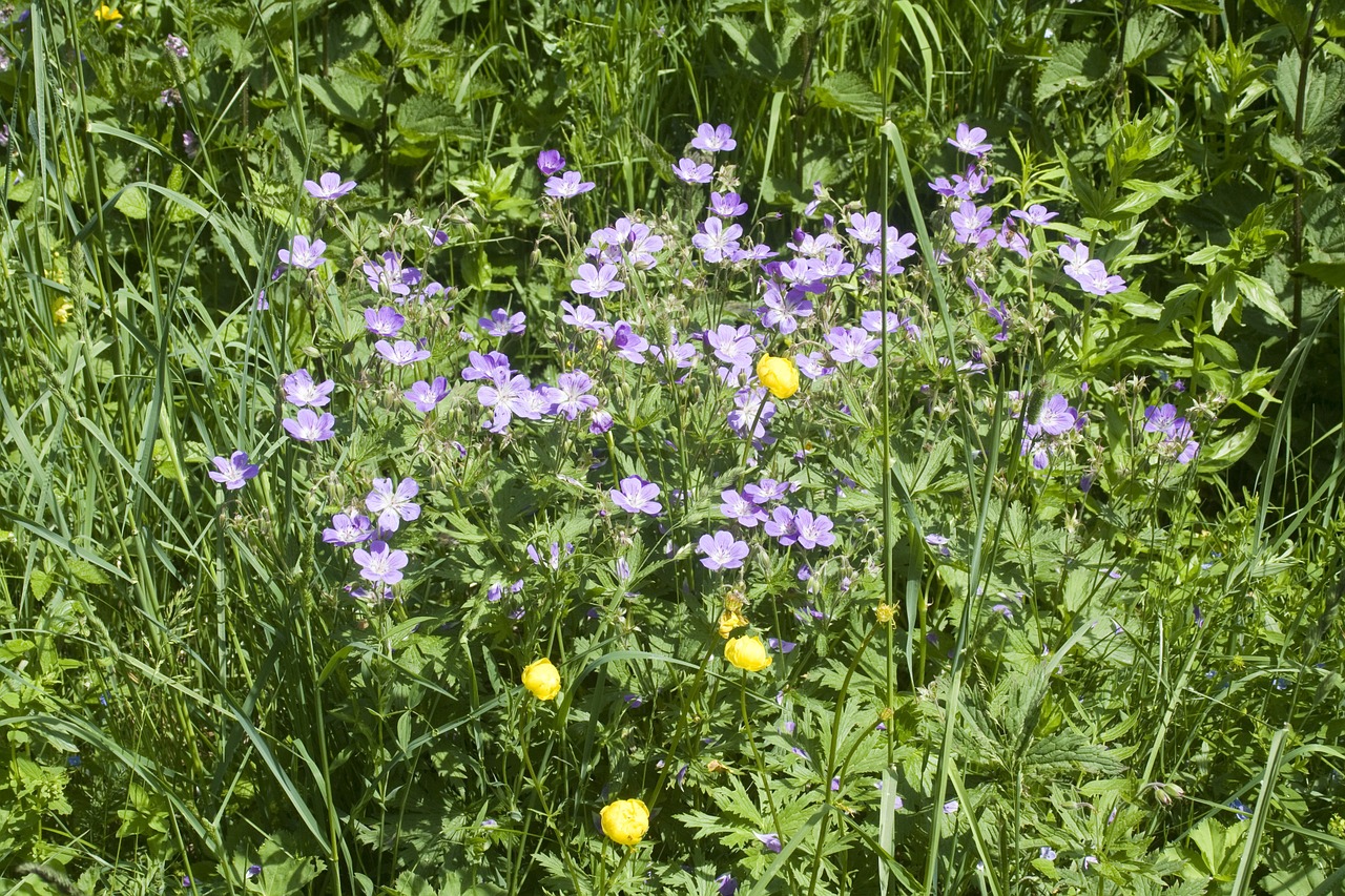 flower meadow summer summer meadow free photo