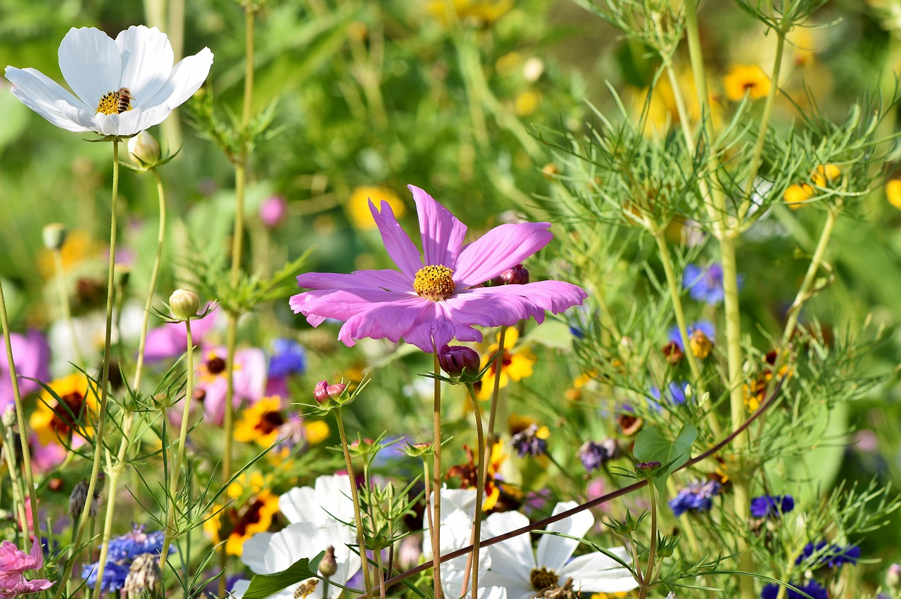 flower meadow  flowers  wildflowers free photo