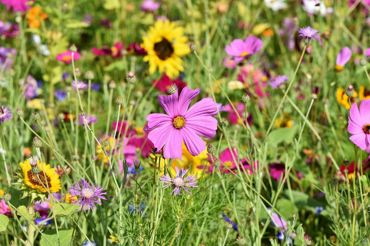 flower meadow  flowers  wildflowers free photo