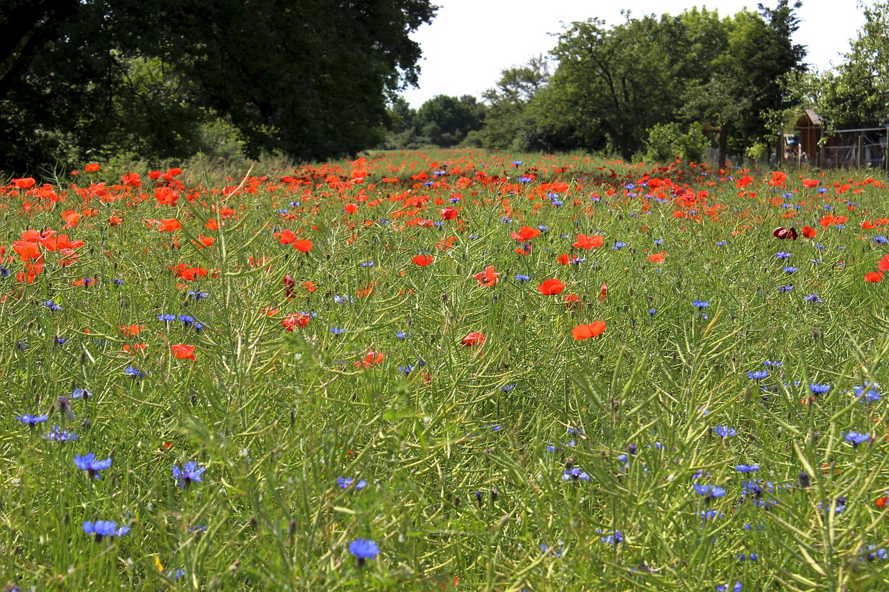 flower meadow poppies meadow free photo