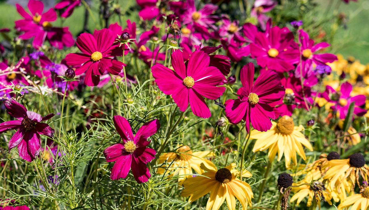 flower meadow  flowers  meadow free photo