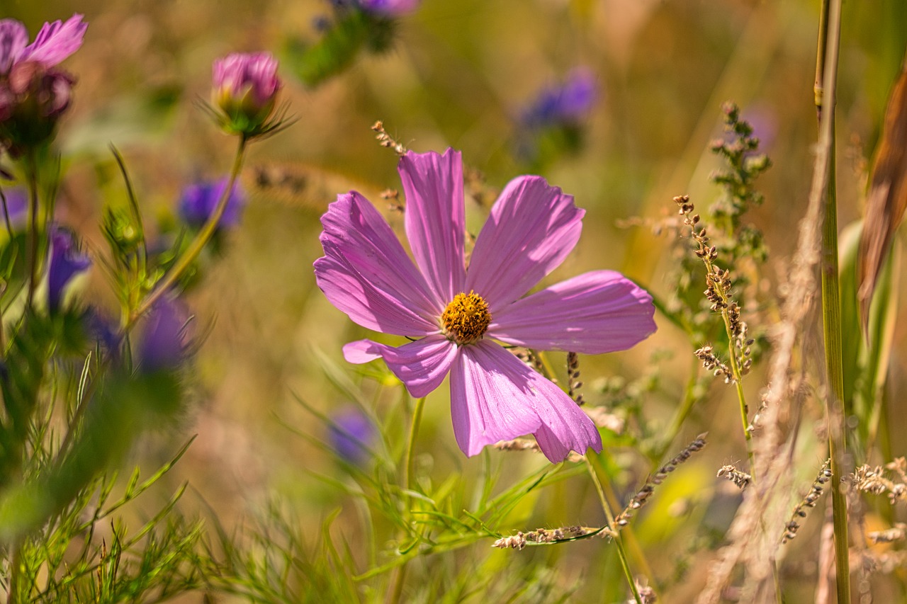 flower meadow  wild flowers  nature free photo