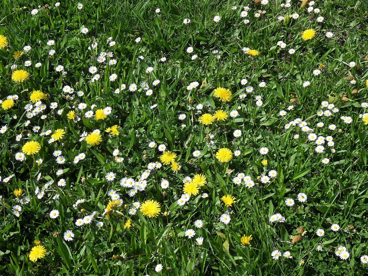flower meadow meadow summer meadow free photo
