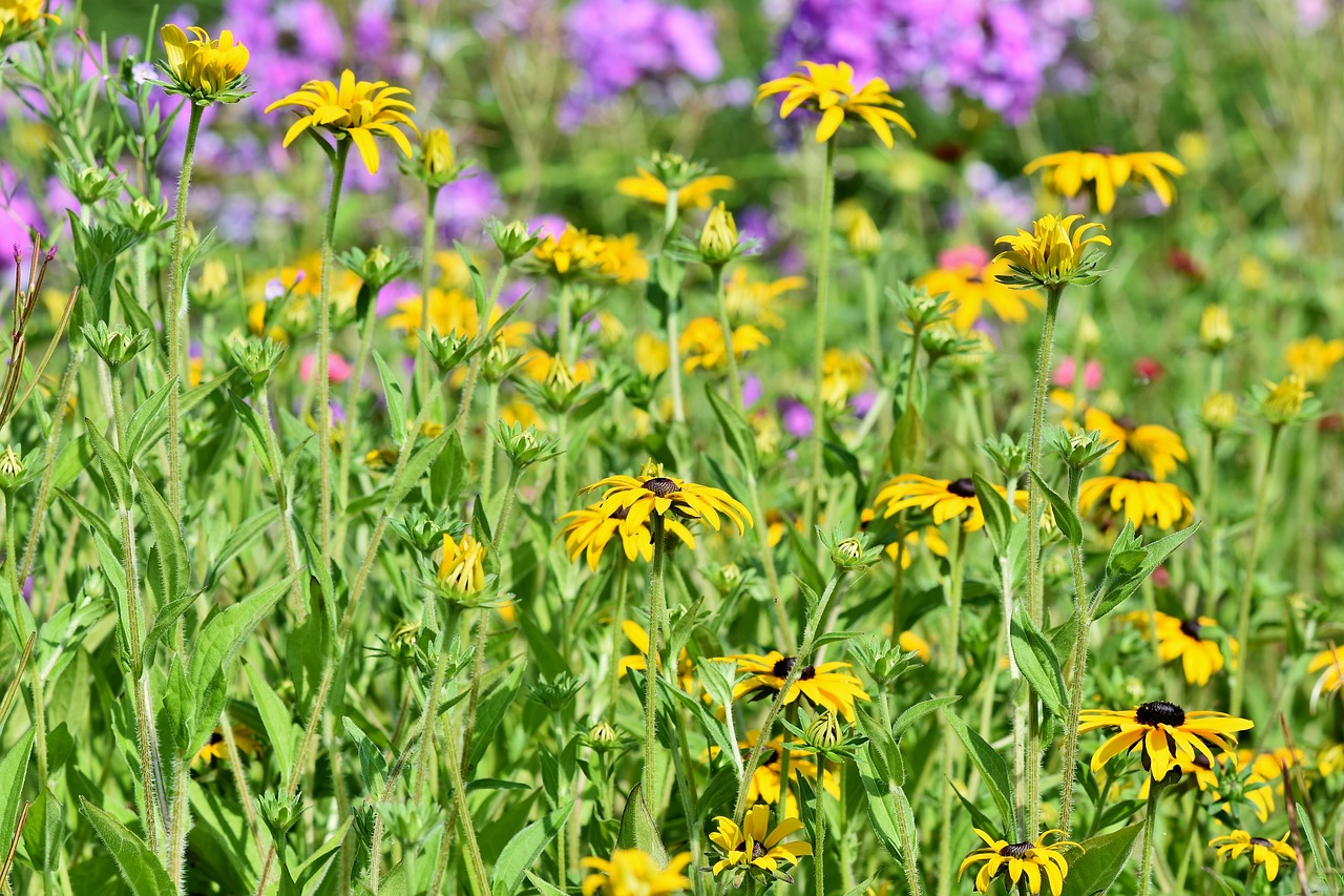 flower meadow  flowers  wildflowers free photo