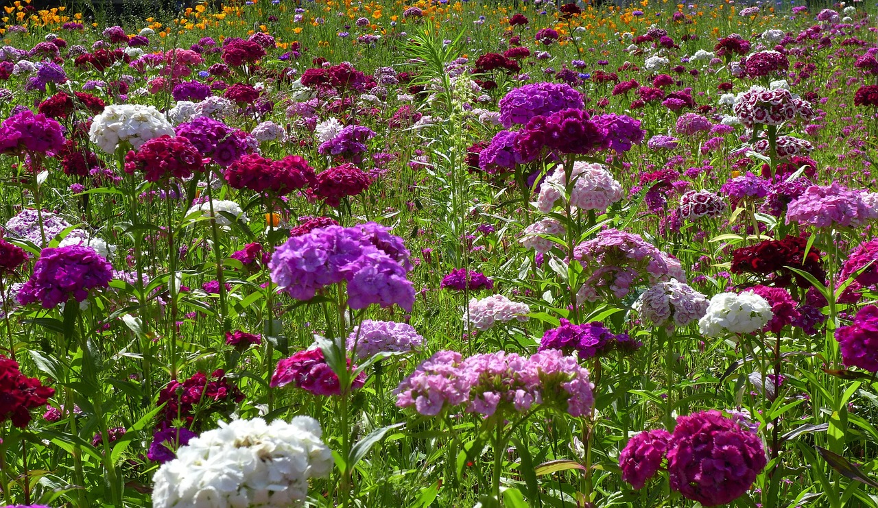 flower meadow violet bloom free photo