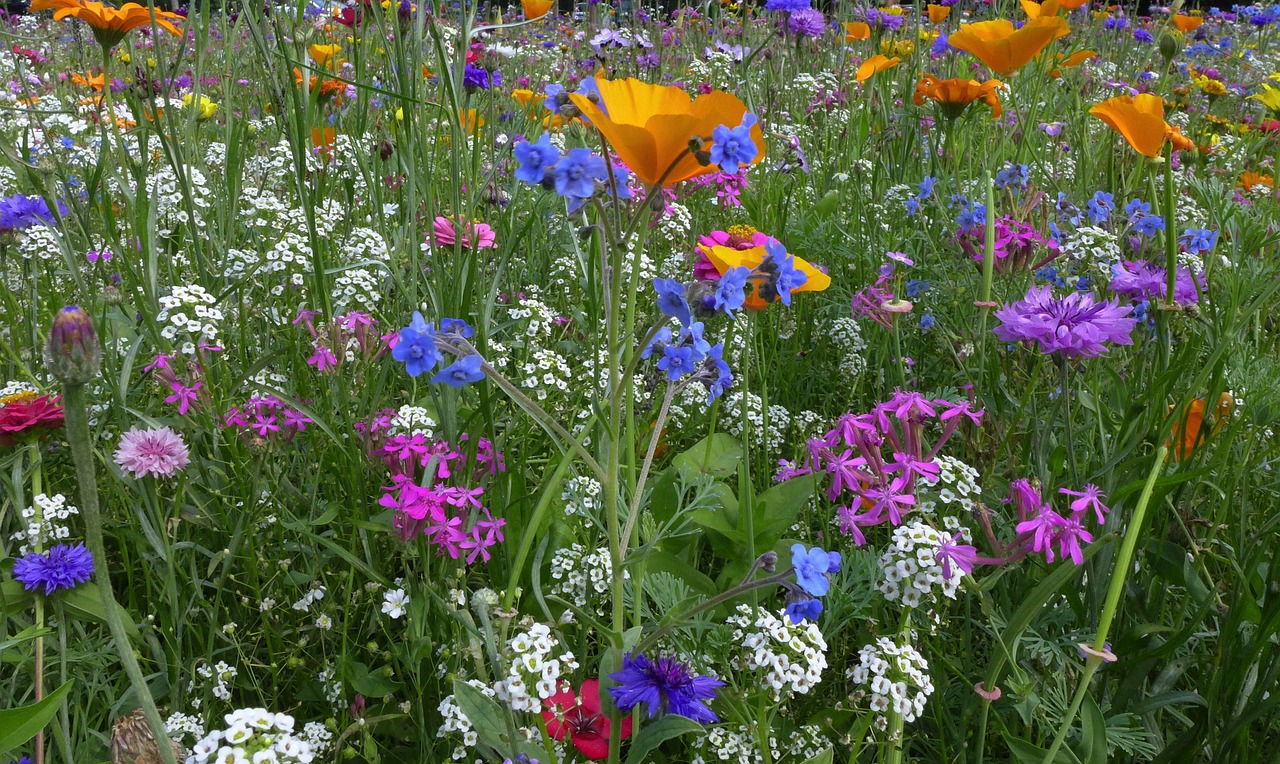 flower meadow farbenpracht flowers free photo