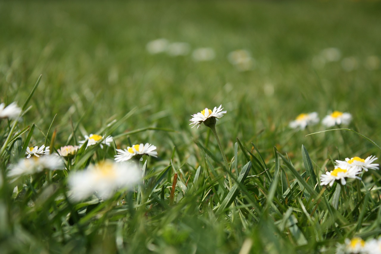 flower meadow daisy grass free photo