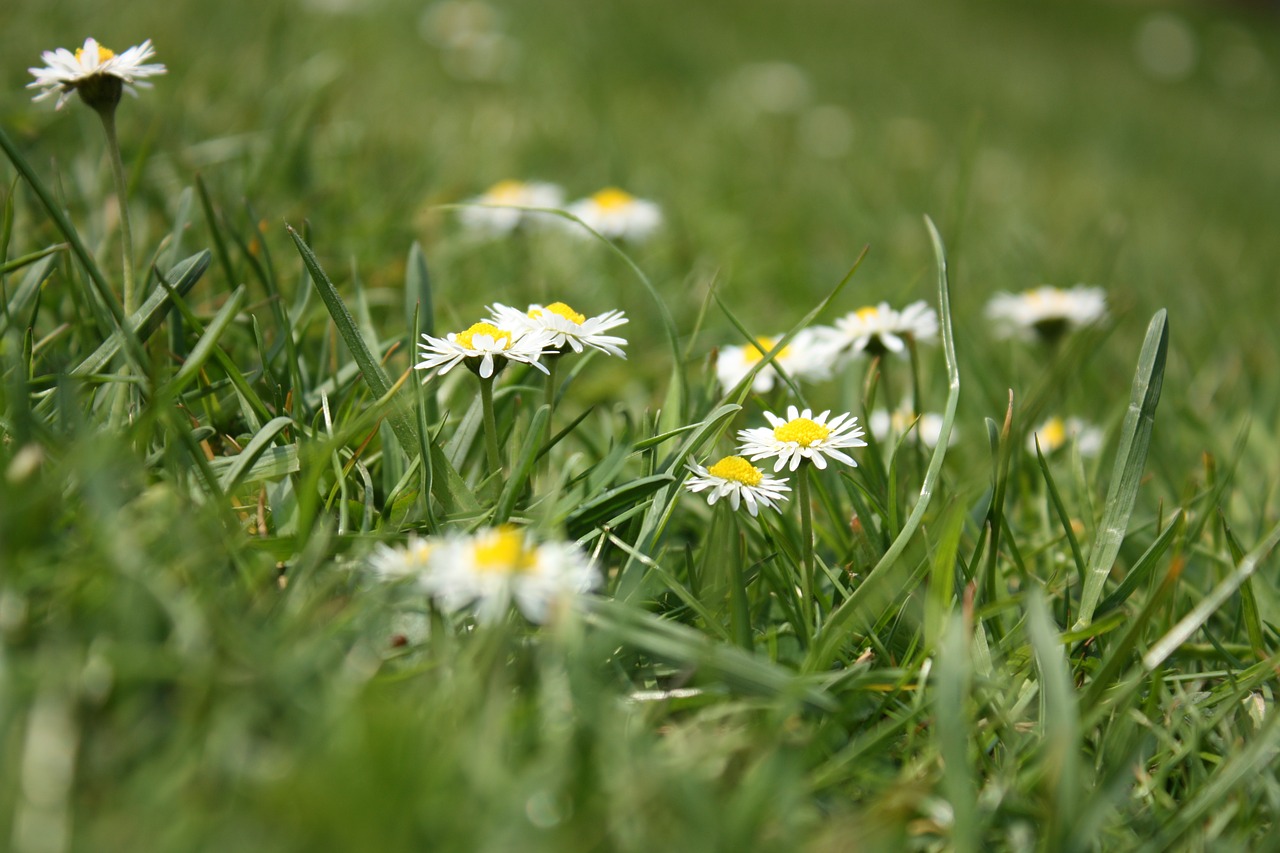 flower meadow daisy grass free photo