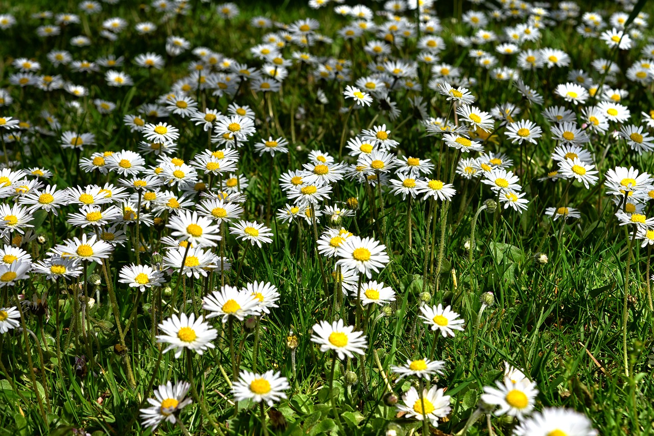 flower meadow  daisy  nature free photo