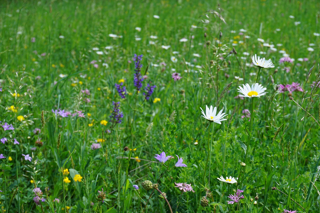 flower meadow  flowers  spring free photo