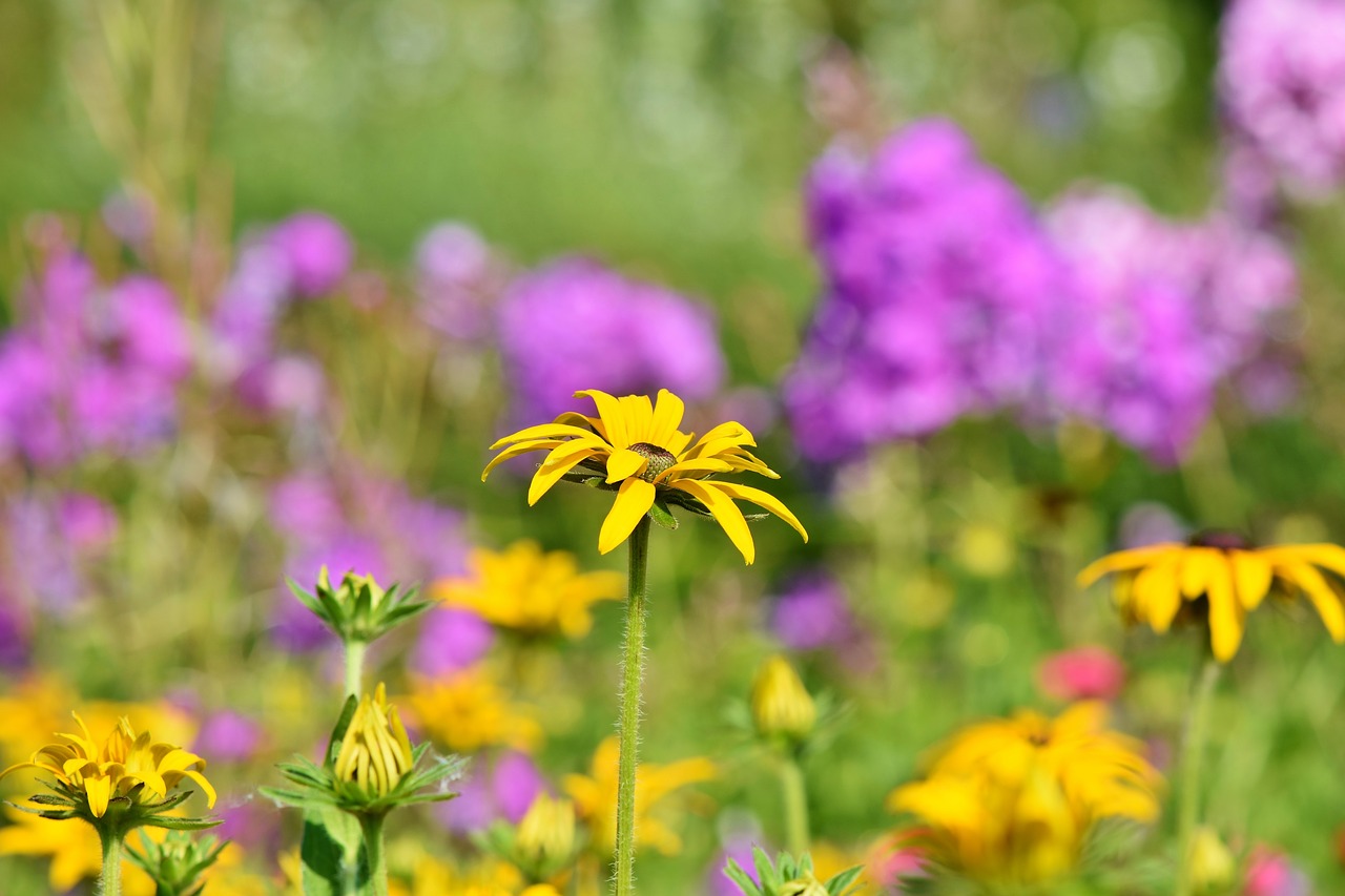 flower meadow  meadow  wild flower free photo