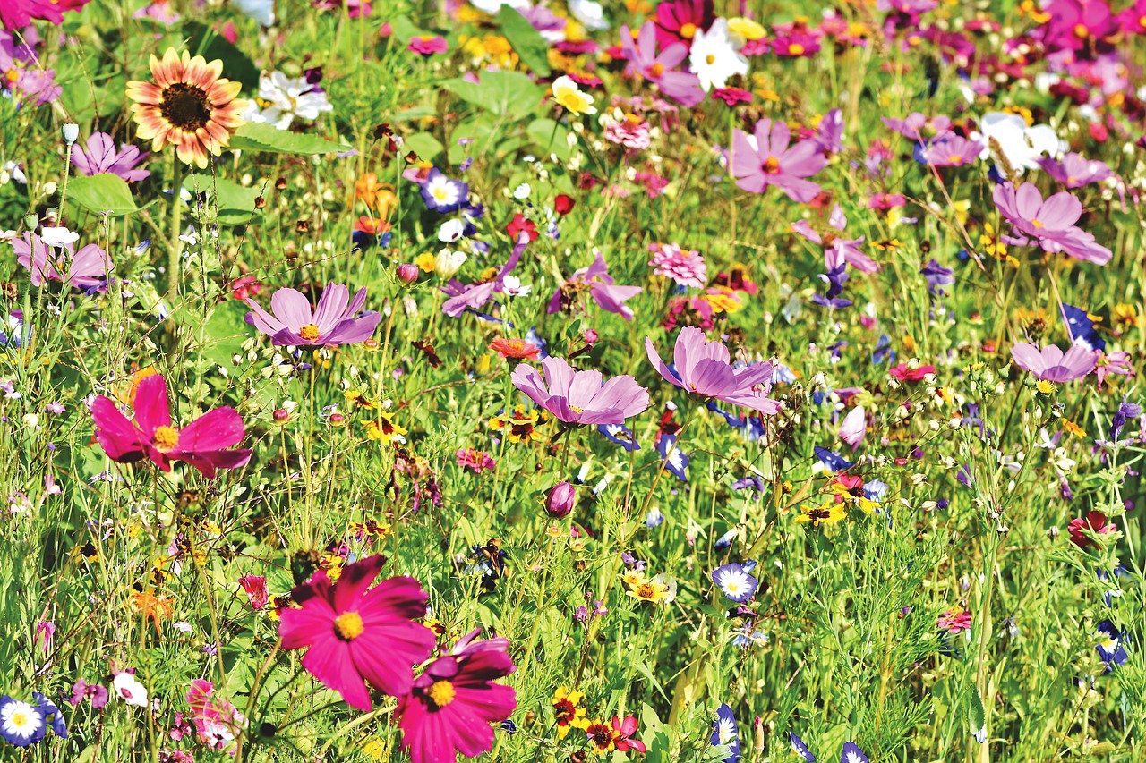 flower meadow  flowers  wildflowers free photo