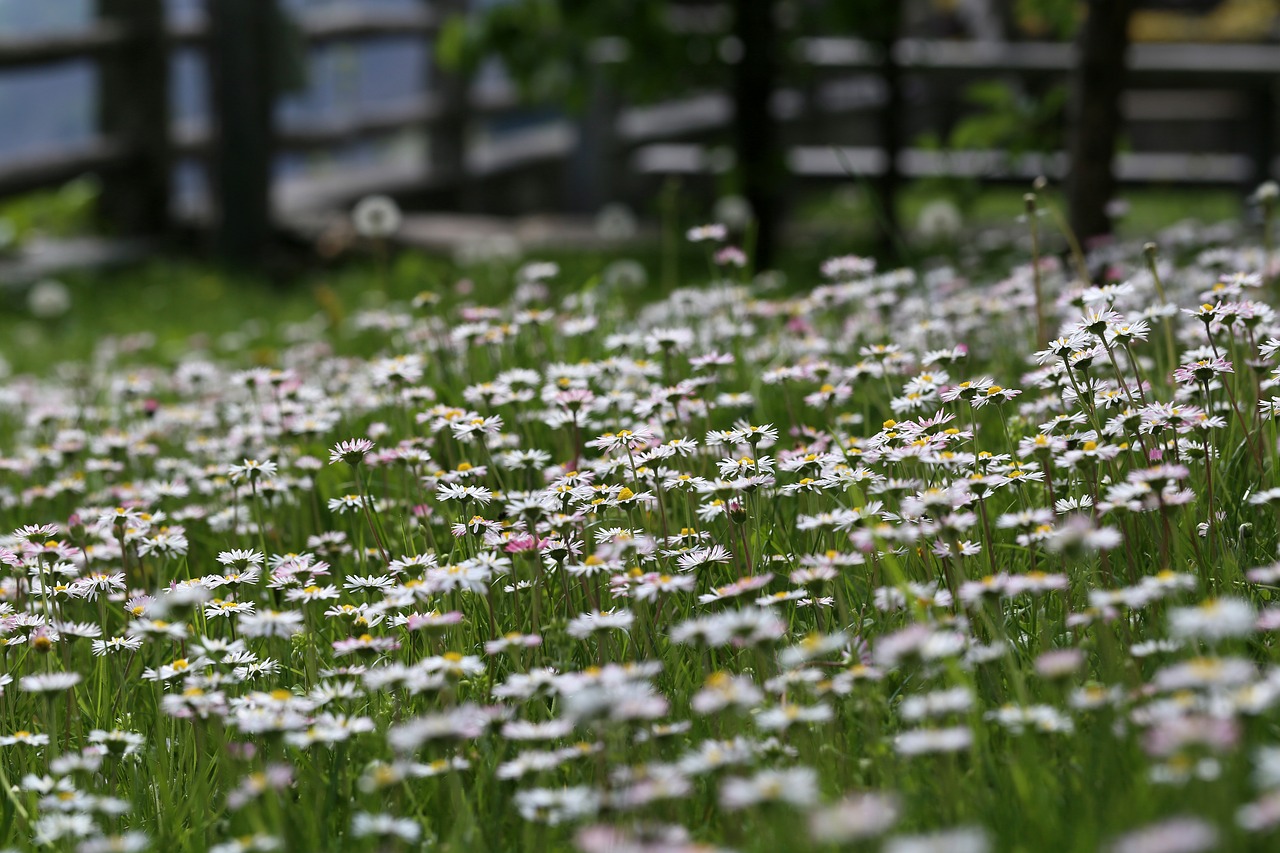 flower meadow  daisy  spring free photo