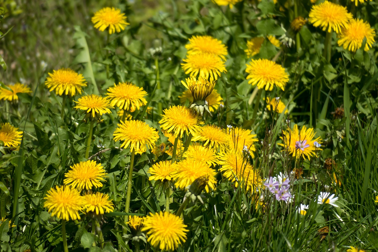 flower meadow  dandelion  blossom free photo