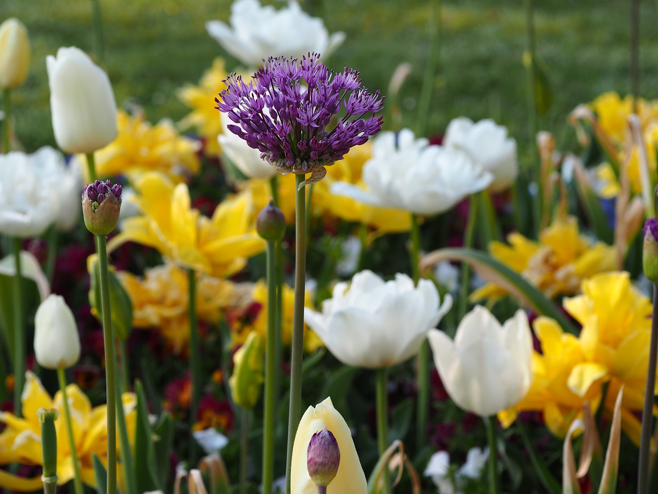 flower meadow  yellow  beauty free photo