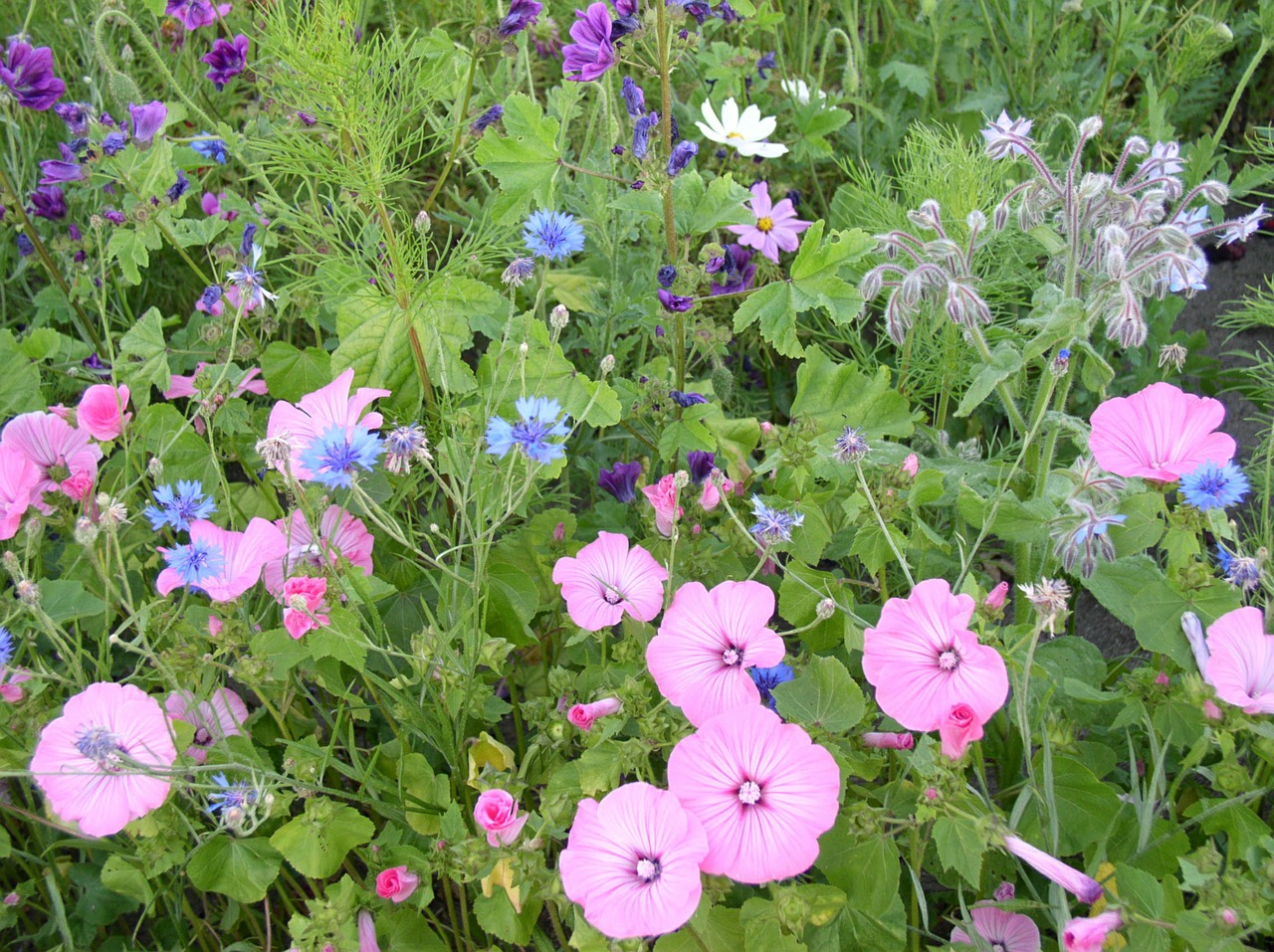 flower meadow spring nature free photo