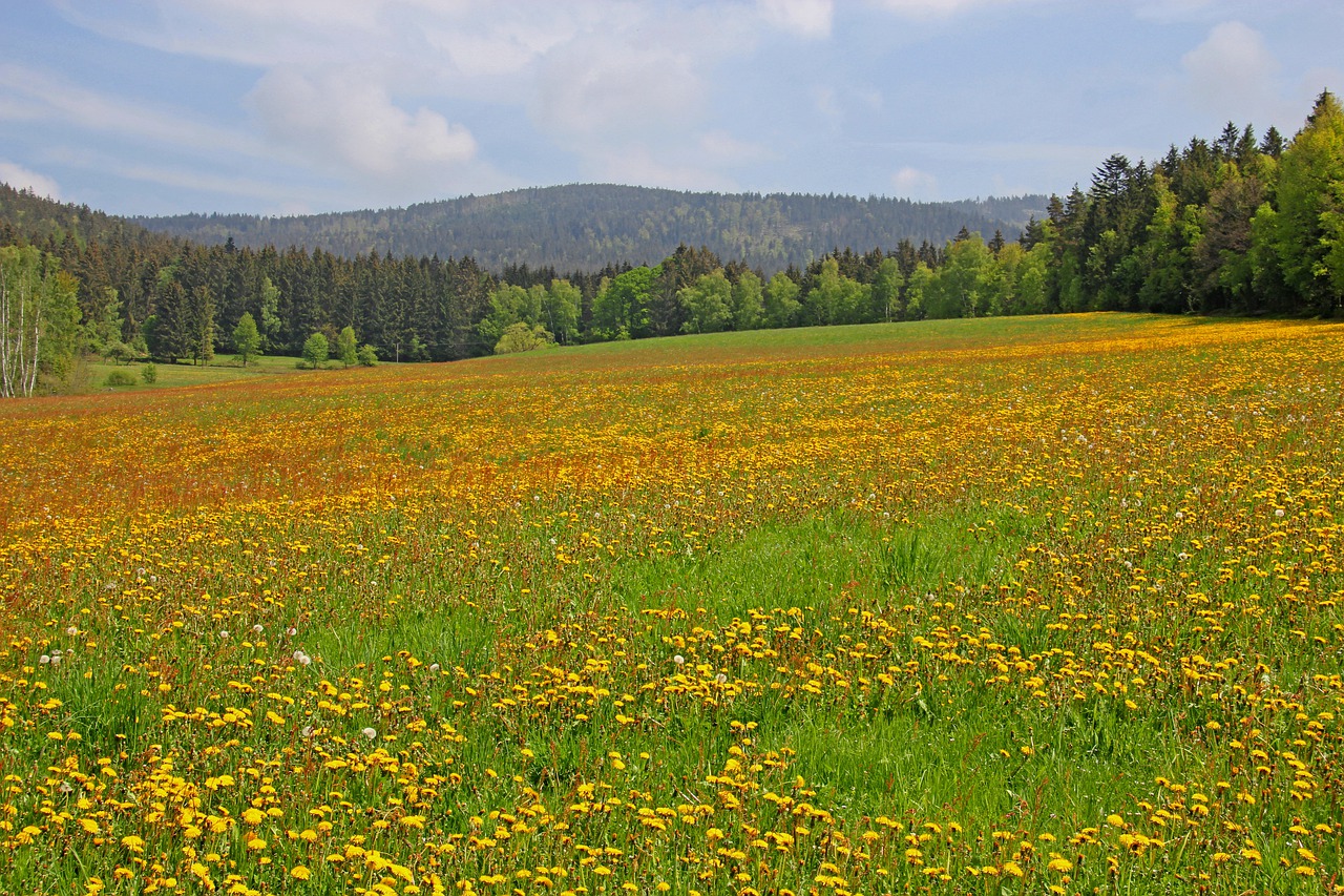 flower meadow  meadow  agriculture free photo