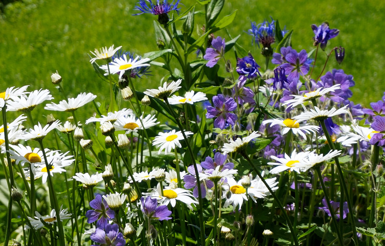 flower meadow  bloom  spring flowers free photo