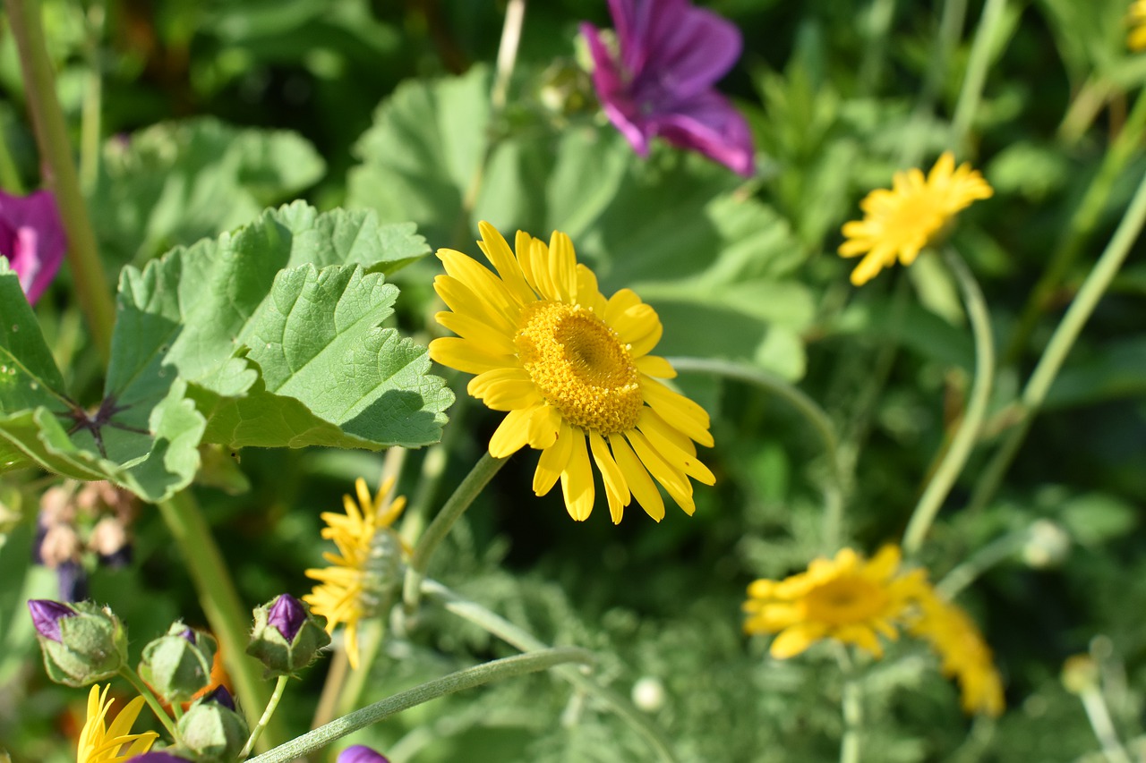 flower meadow  summer  garden free photo