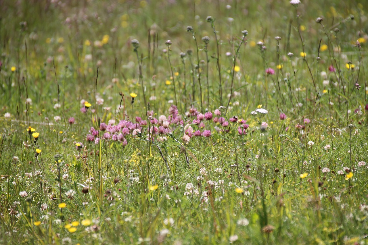 flower meadow nature herbs free photo