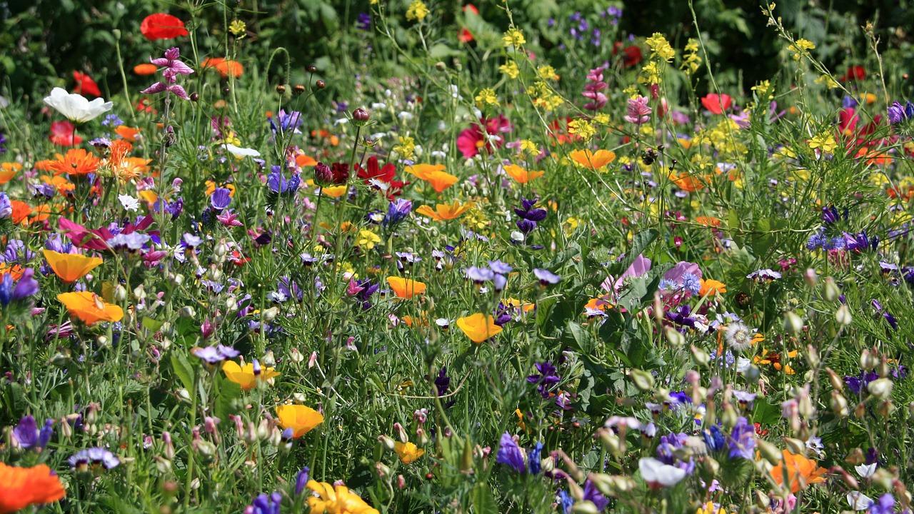 flower meadow meadow flowers free photo