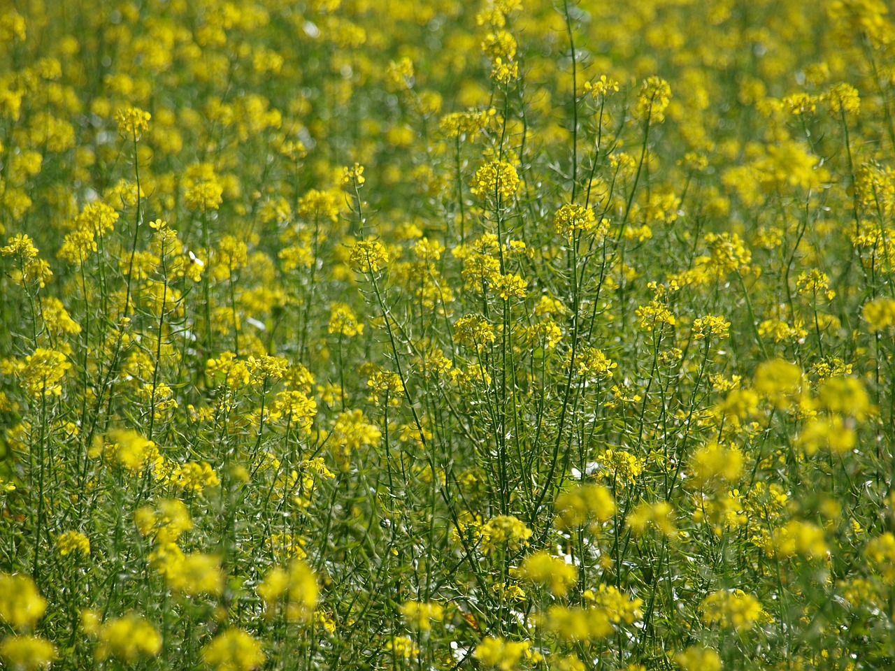 flower meadow yellow flower free photo