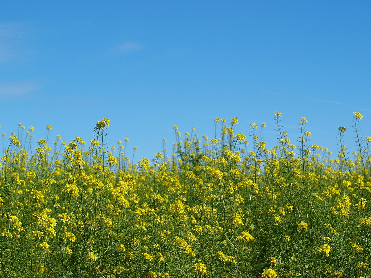 flower meadow yellow flower free photo