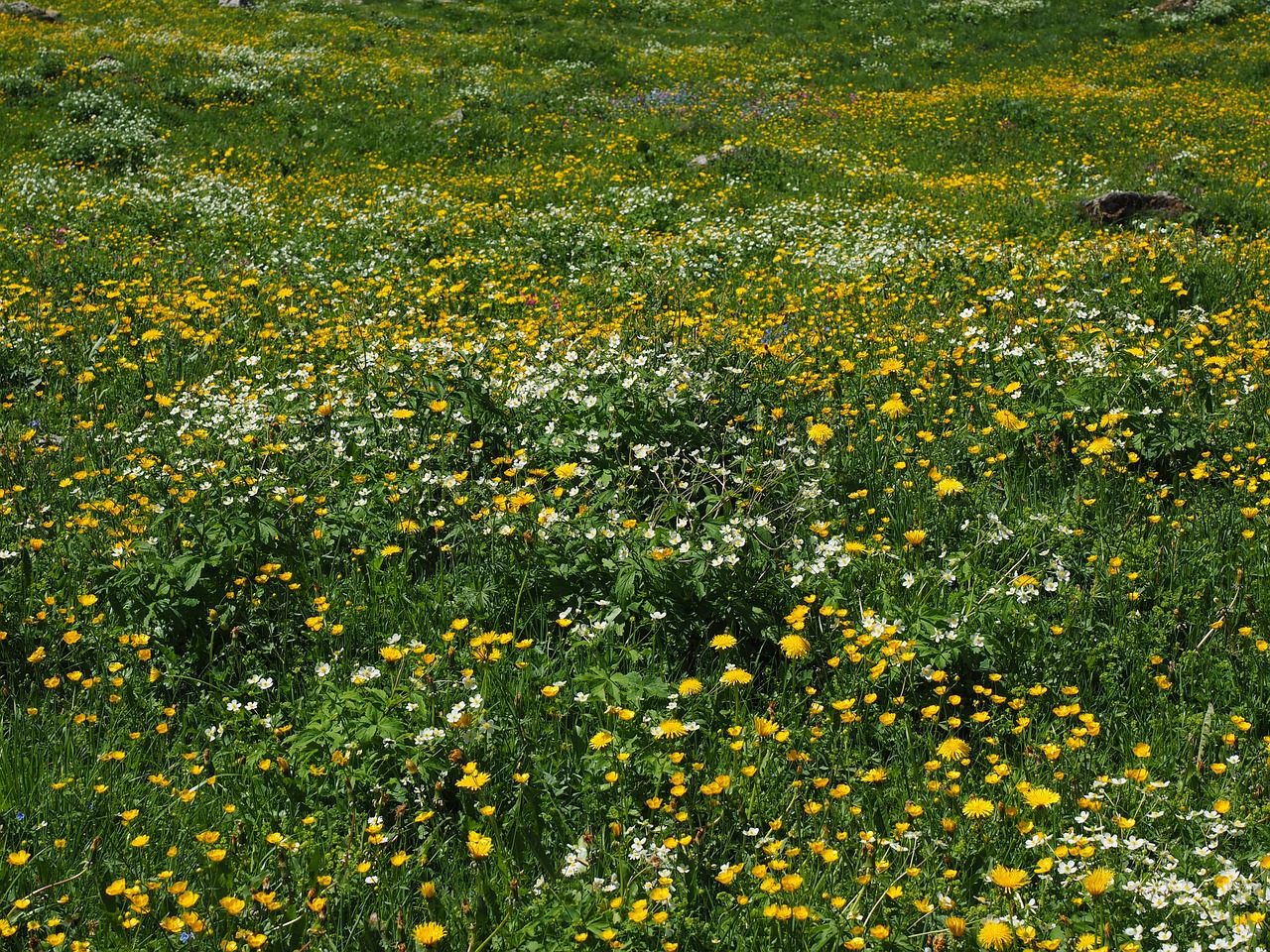 flower meadow alphabet flowers free photo