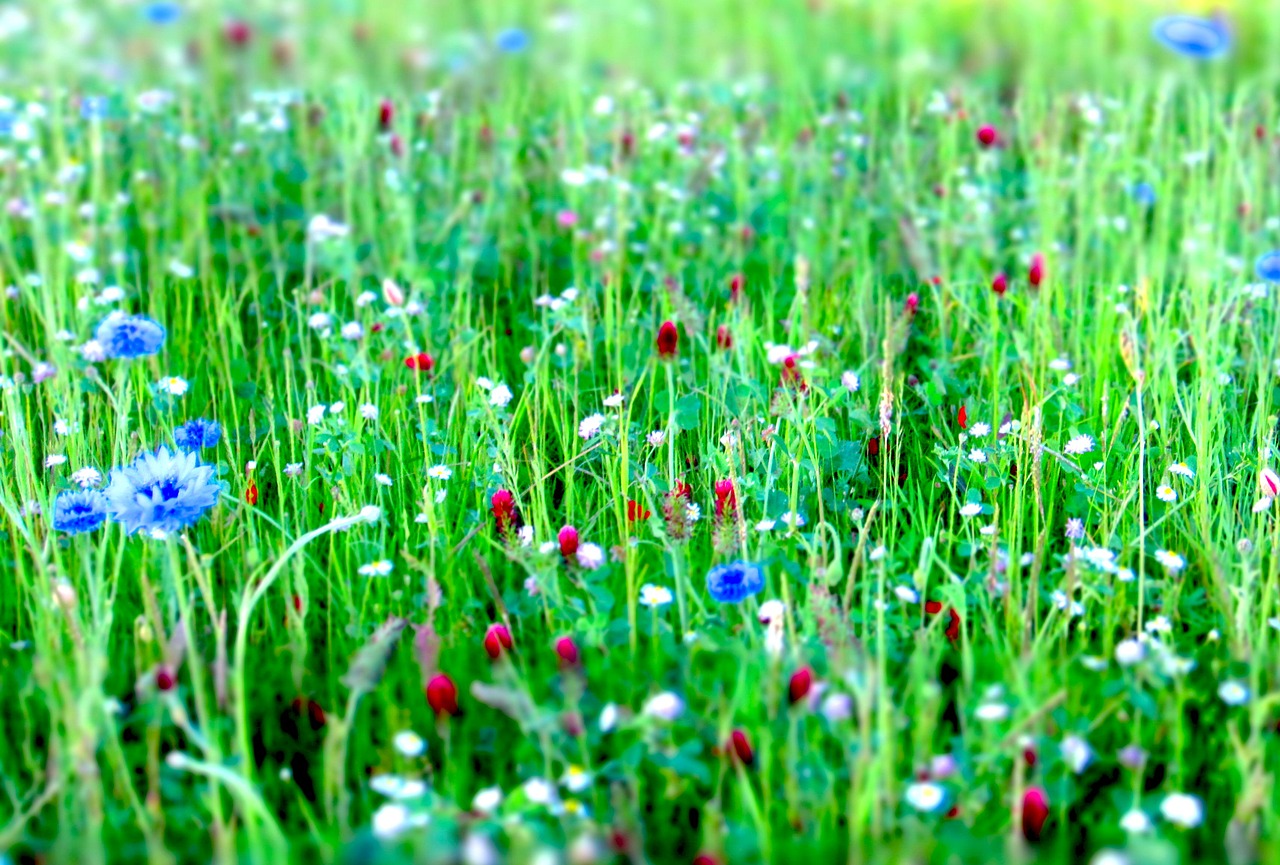 flower meadow flowers meadow free photo