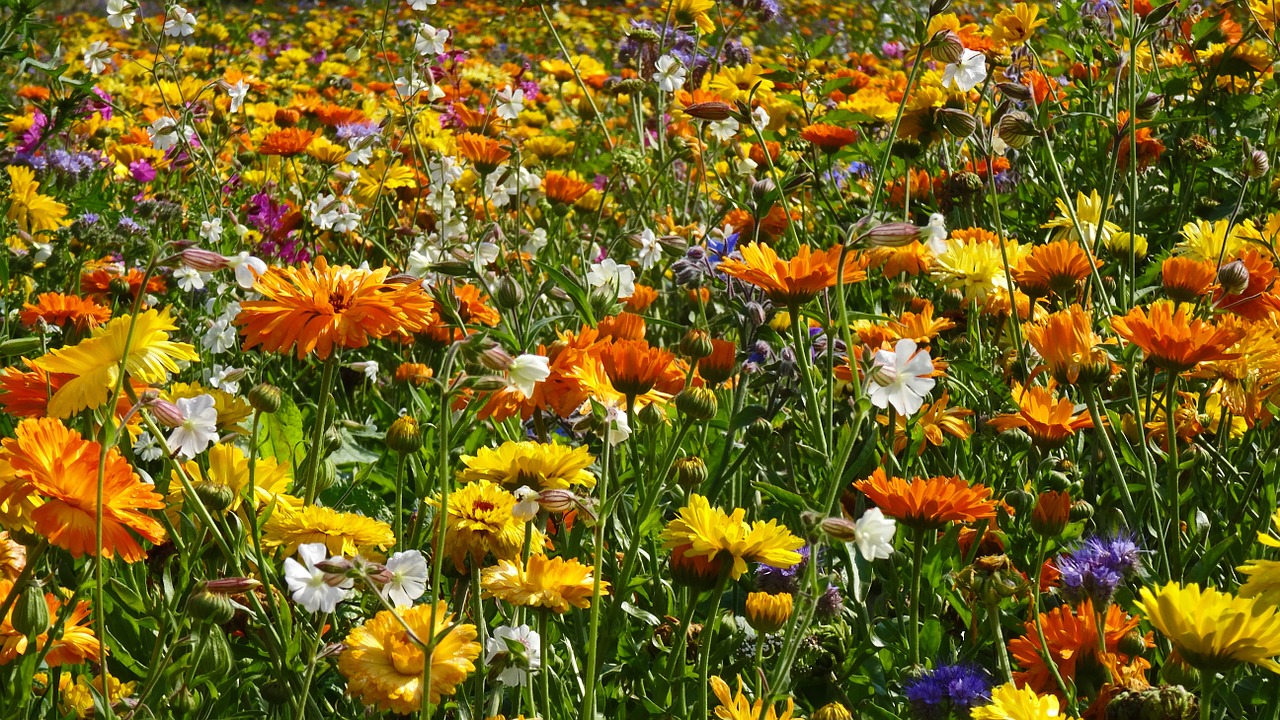 flower meadow flowers field of flowers free photo