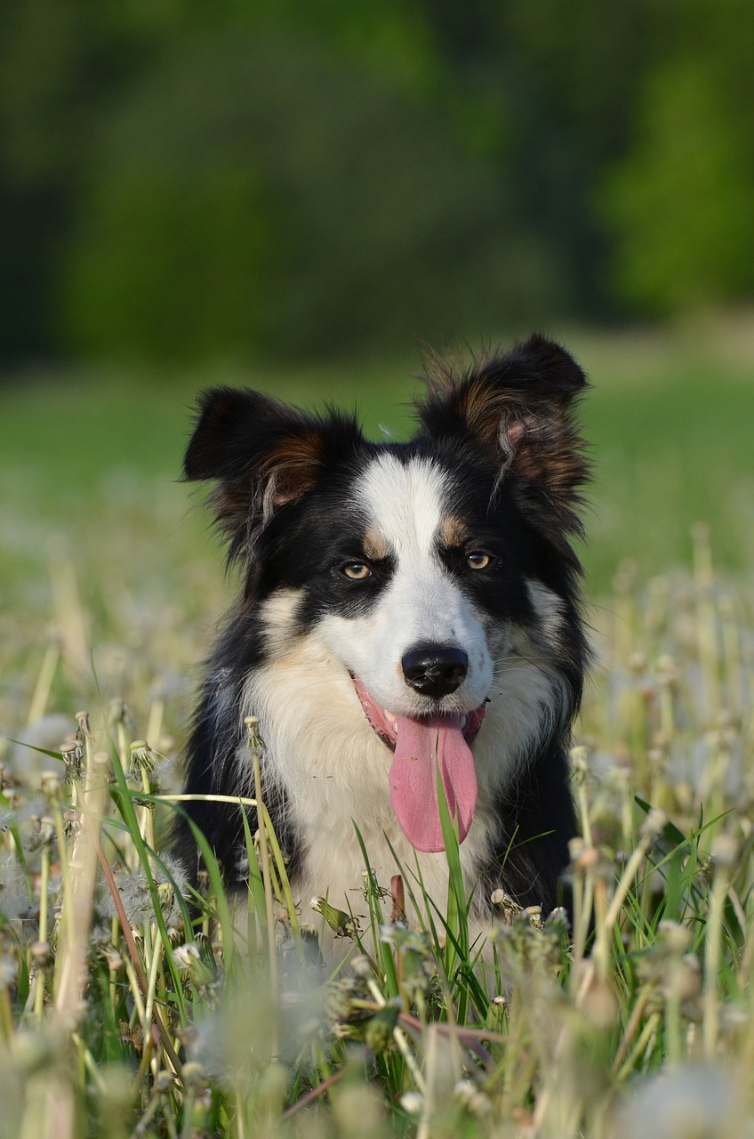 flower meadow border collie british sheepdog free photo