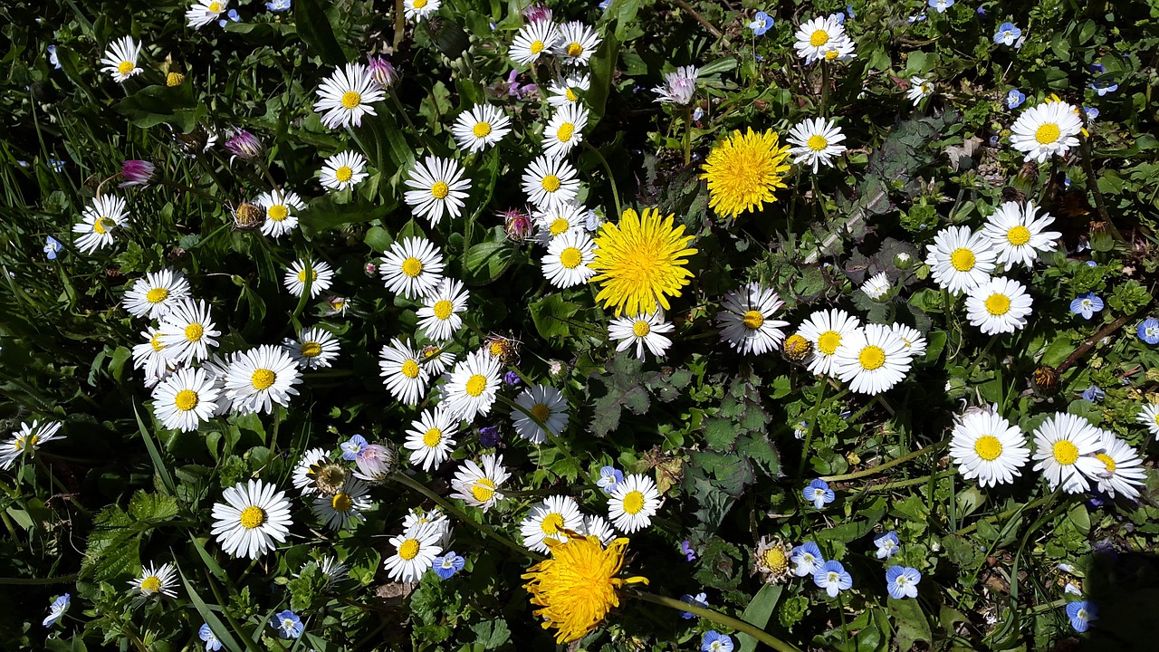 flower meadow daisy meadow free photo