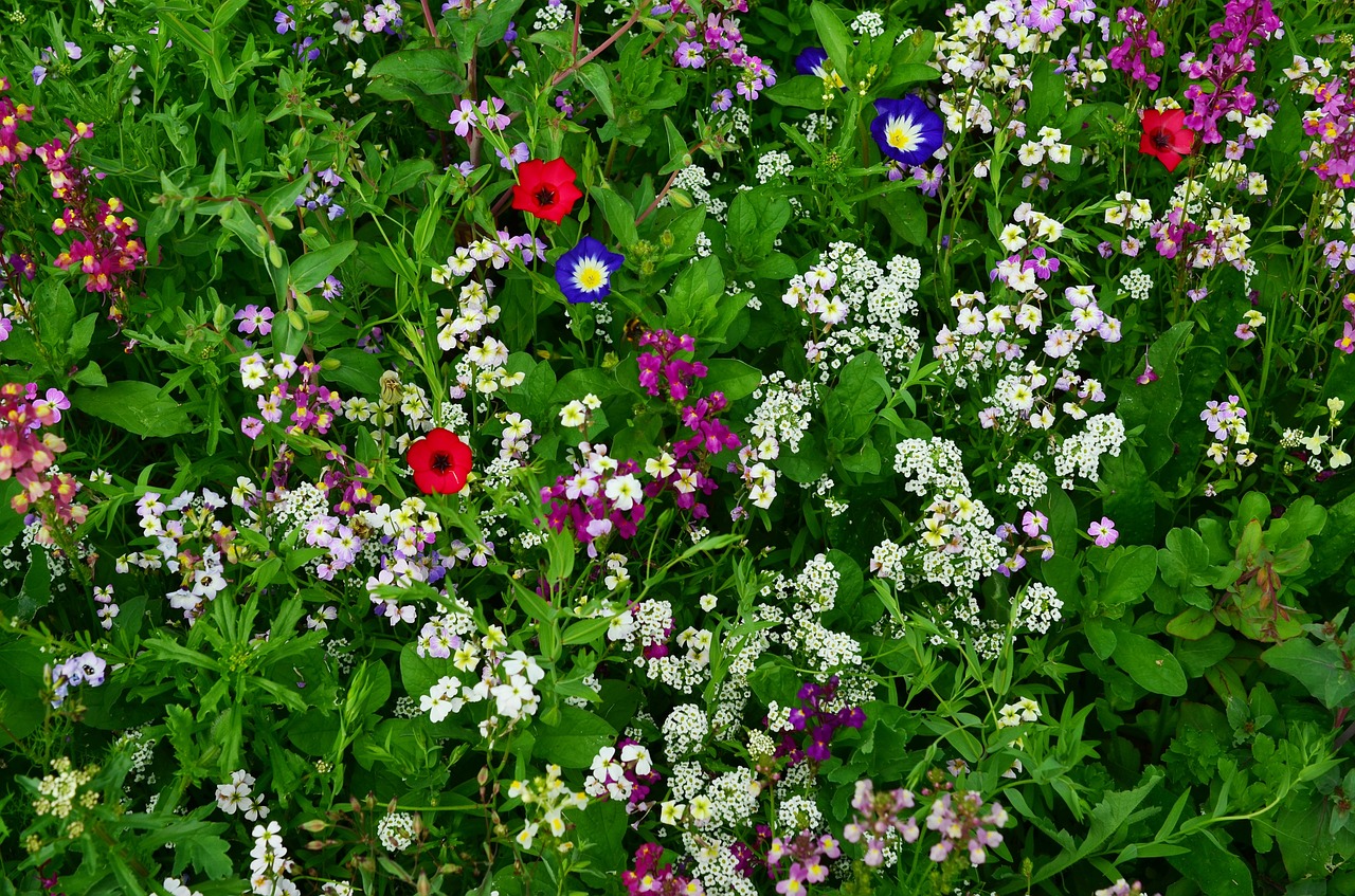 flower meadow wildflowers wild flowers free photo