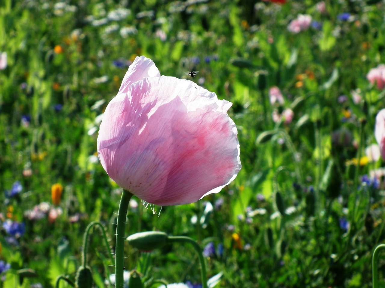 flower meadow poppy flowers free photo