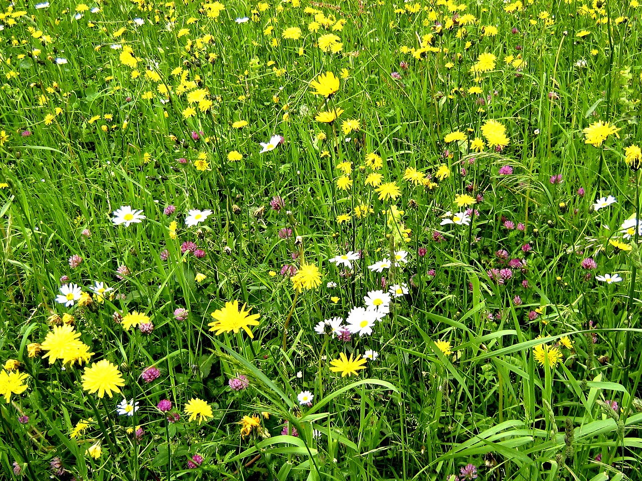 flower meadow pasture nature free photo