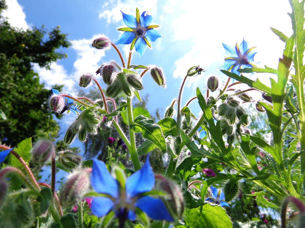 flower meadow flower blue free photo