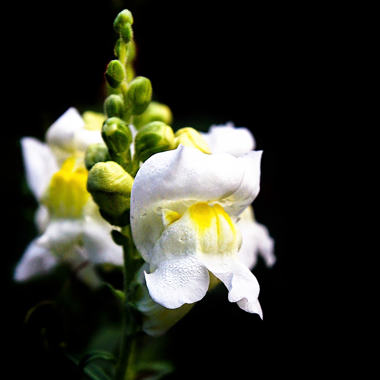 flower muzzle wolf white flowers natural free photo