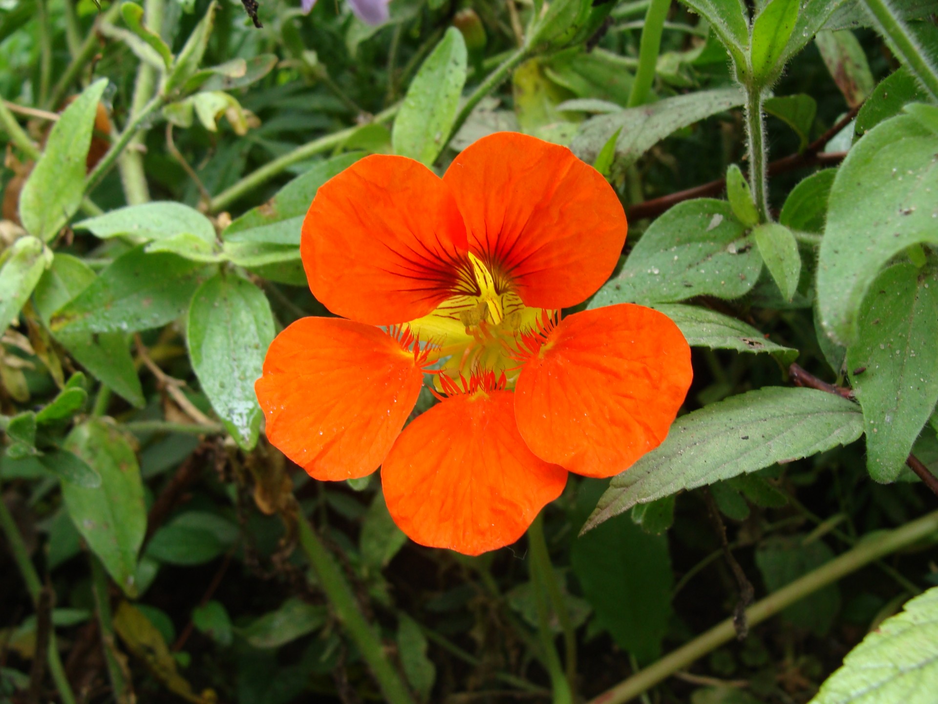 orange astronira plant free photo