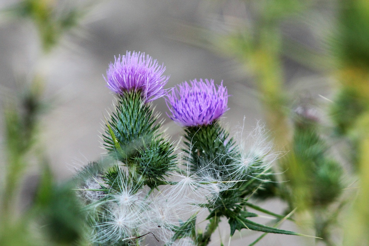 flower nature  summer flowers  garden free photo