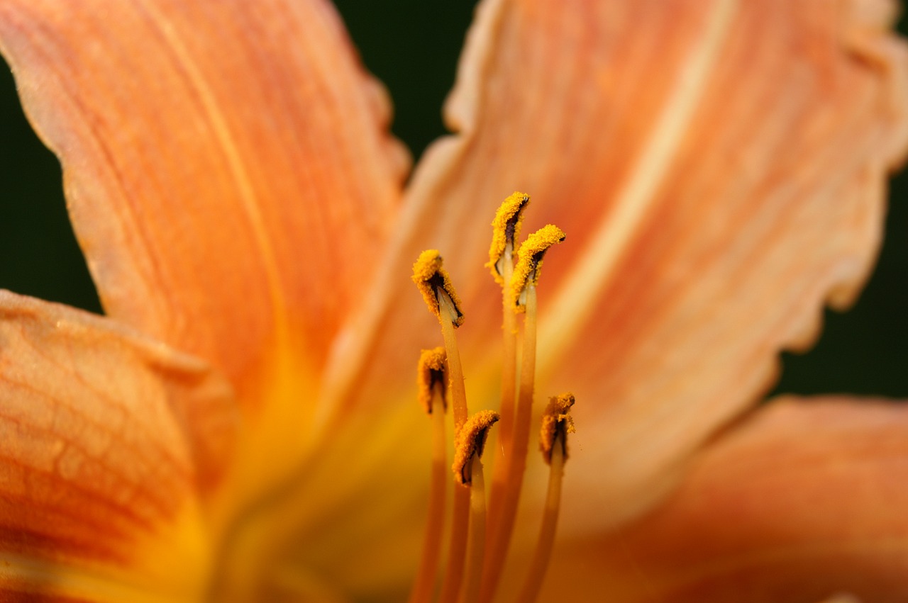 flower nectar a flower from the inside macro flower close up free photo