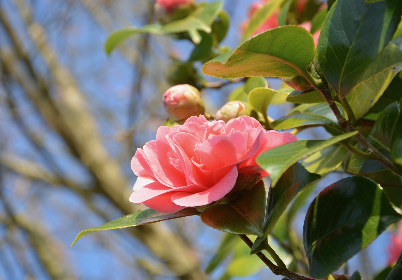flower of camellia pink flower nature free photo