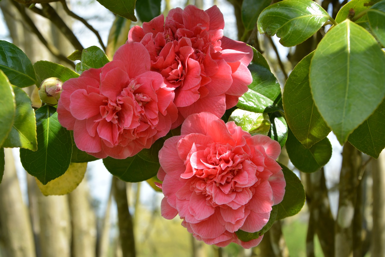 flower of camellia  camellia pink  shrub flower free photo