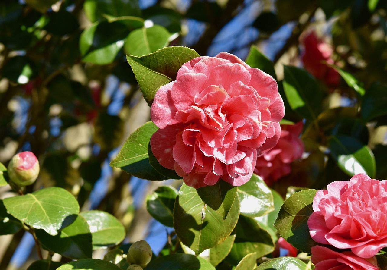 flower of camellia  camellia shrub  camellia pink free photo