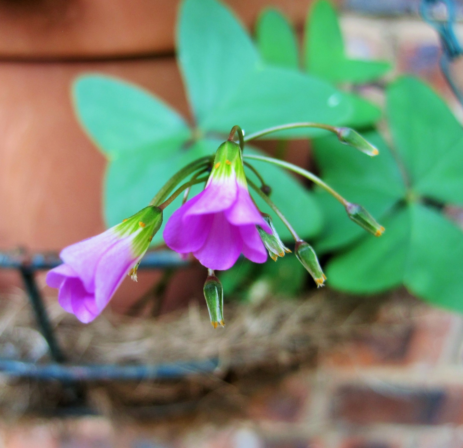 leaf clover flower free photo