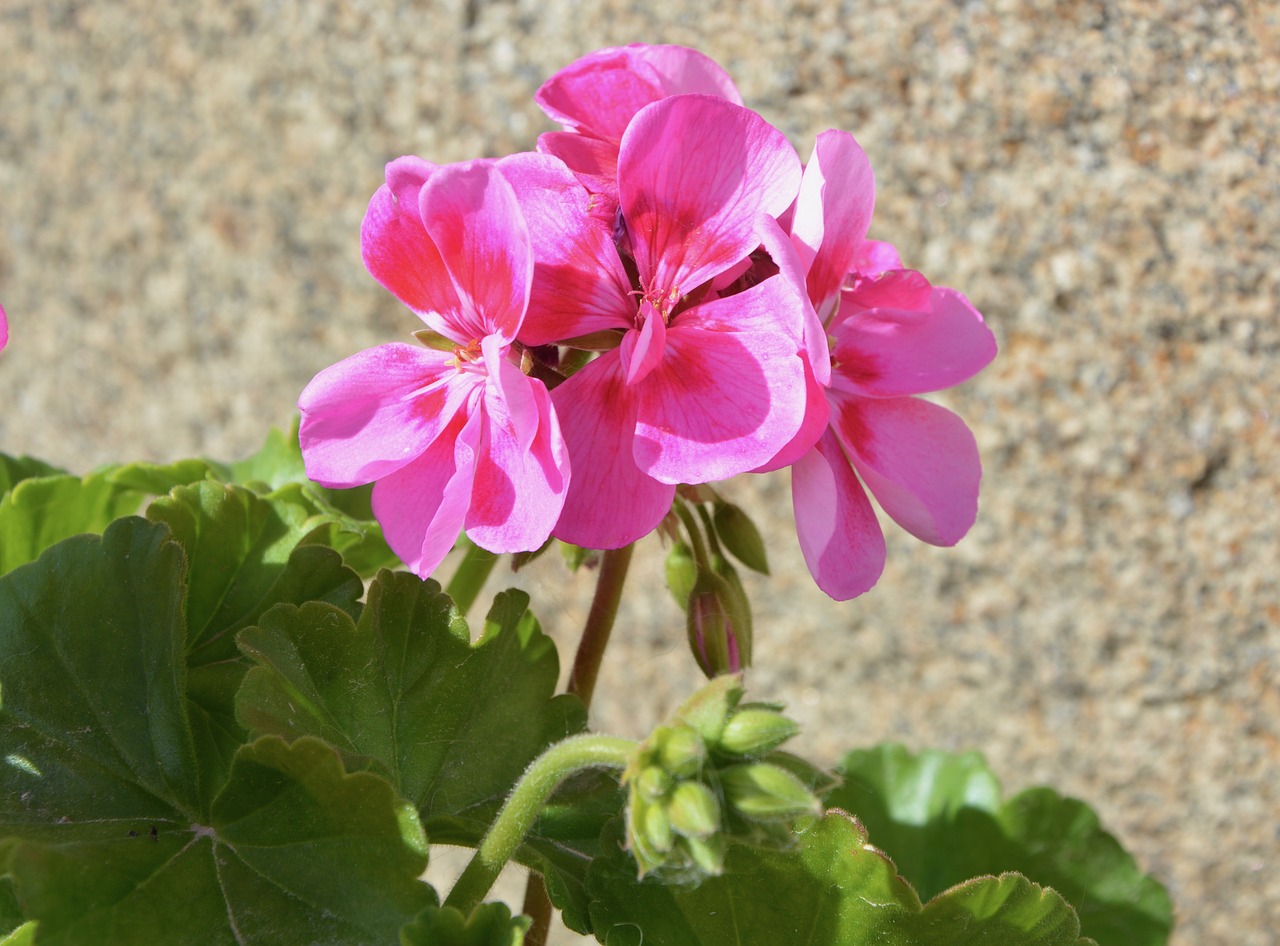 flower of geranium pink geranium free photo