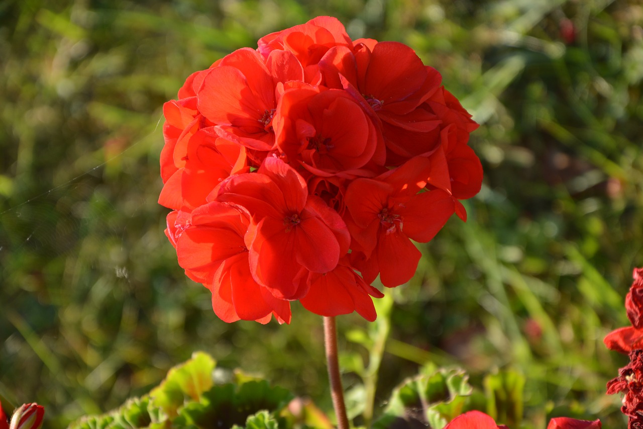 flower of geranium red garden free photo