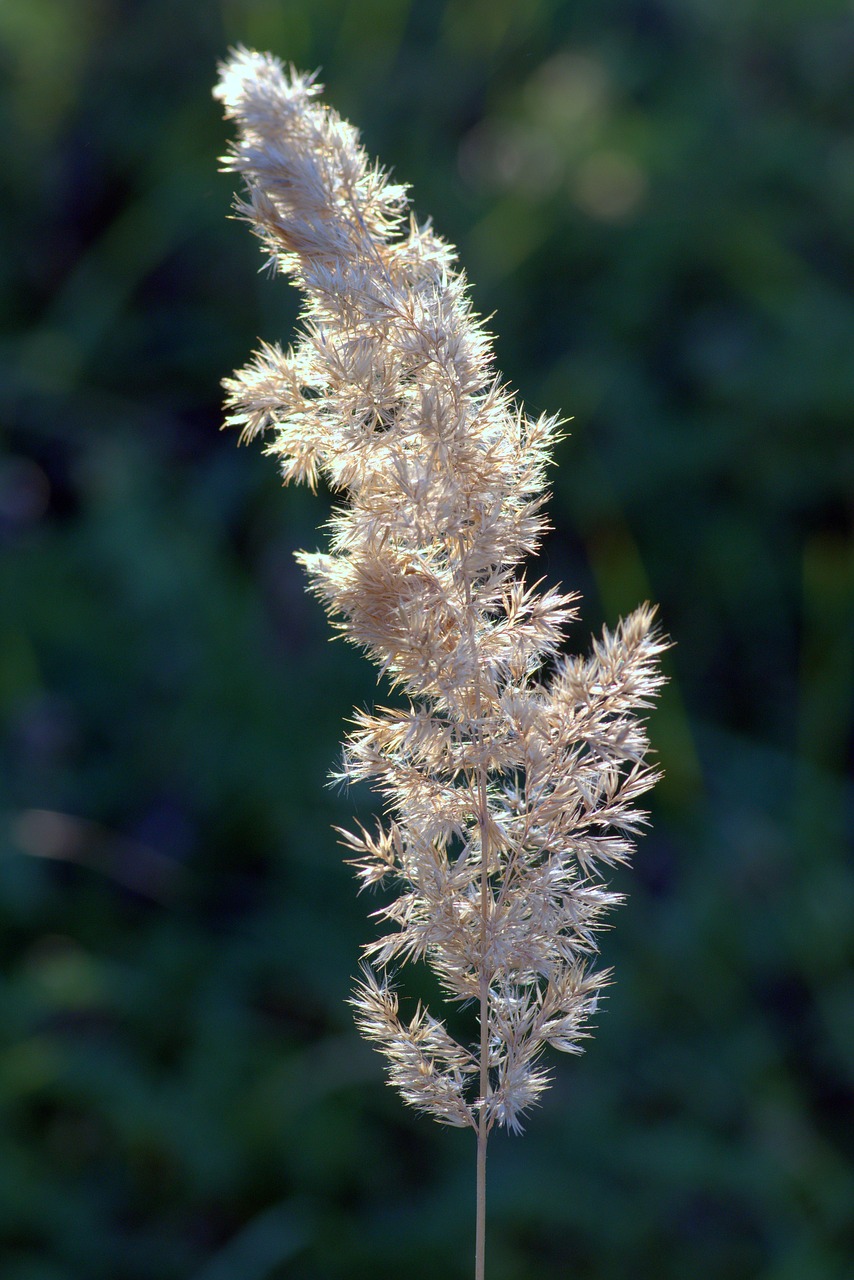 flower of grass dry grass end of the summer free photo