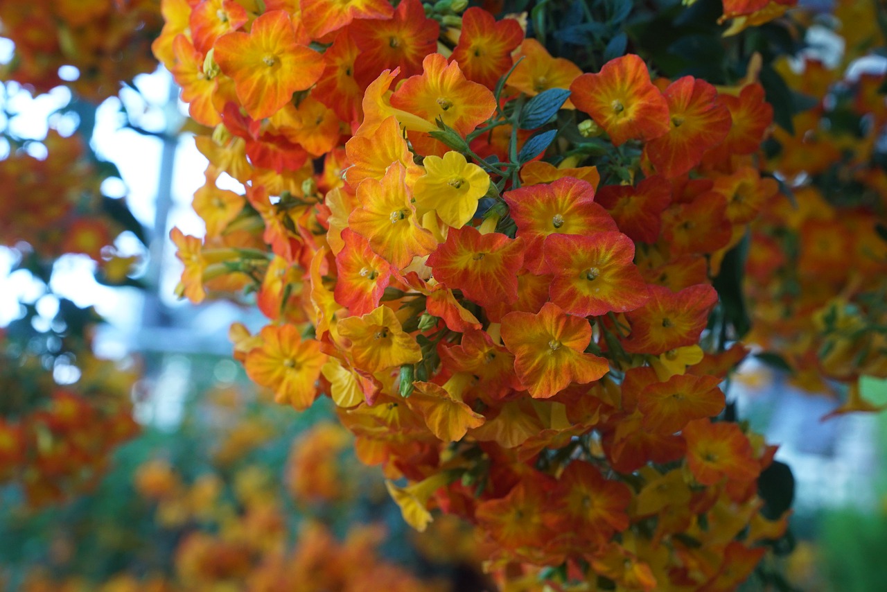 flower of hokkaido  spring  nature free photo